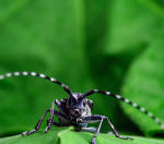 Invasive Species, Asian Long-horned Beetle