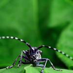 Invasive Species, Asian Long-horned Beetle
