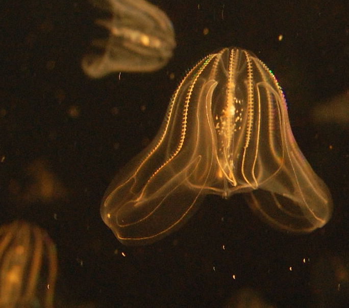 What is missing? Invasive Species, Comb Jellyfish