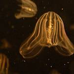 Invasive Species, Comb Jellyfish