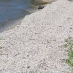 Invasive Species, Zebra Mussel