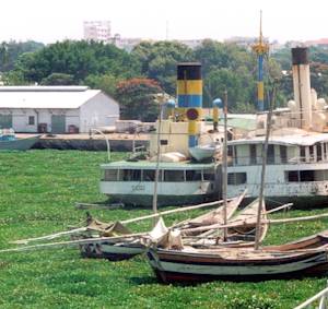 Invasive Species, Water Hyacinth