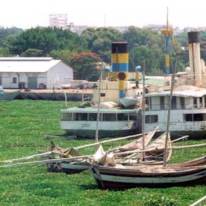 Invasive Species, Water Hyacinth
