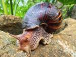 Invasive Species, Giant African Snail