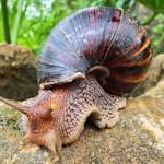 Invasive Species, Giant African Snail