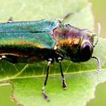 Invasive Species, Emerald Ash Borer
