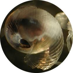 Acidic Seawater, First Observation Of Dissolving Shells