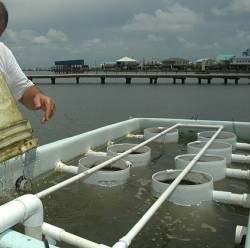 High Ocean Acidity Causes Steep Declines In Oyster Spat Production