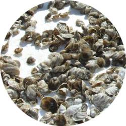 Oyster Industry Recovers From Loss Of Larvae