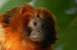 Golden lion tamarin populations drop to 150 individuals