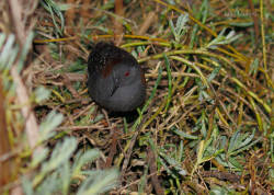 Black rail populations on the decline