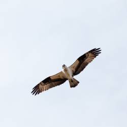 Osprey populations recovering