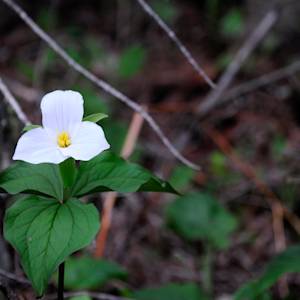 The Rare Ontarian Flower