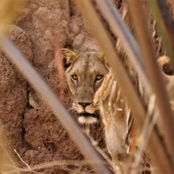West Africa's endangered lions face growing hardship