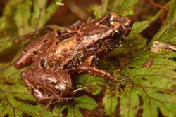 Scientific expedition in  Bolivian Andes reveals four species thought to be extinct