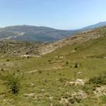 European Forests, Plato