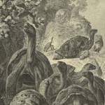 Galápagos Islands Tortoise