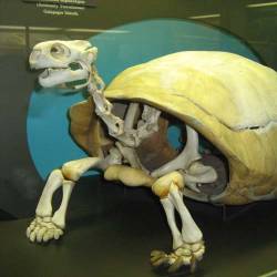 Charles Island Tortoise extinct