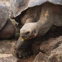 Duncan Island Tortoise declared extinct in the wild