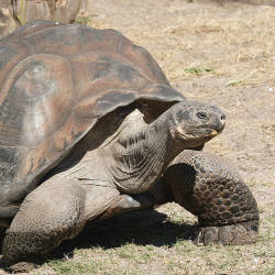 Captive breeding and release begins