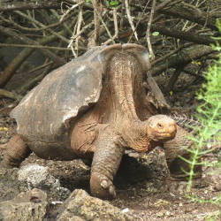 Española Captive Breeding Program