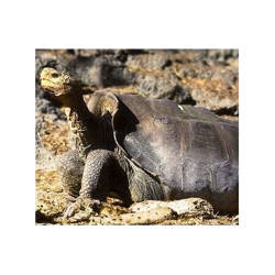 The Hood Island Tortoise Captive Breeding Program