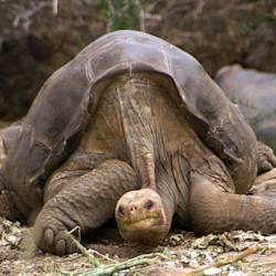 Lonesome George