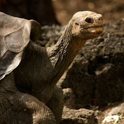  “Last Pinta Giant Tortoise Lonesome George Dies"