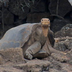 “A Giant Tortoise’s Death Gives Extinction A Face”