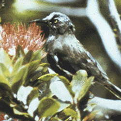 Kauaʻi ʻōʻō, Cornell Lab Of Ornithology