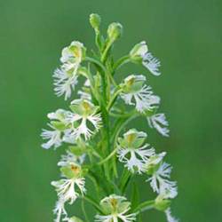 Platanthera Leucophaea