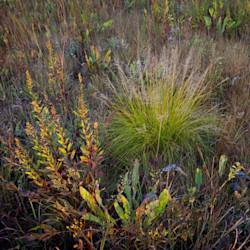 Restoring prairie