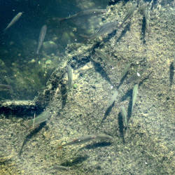 Fish Begin To Return To The Thames