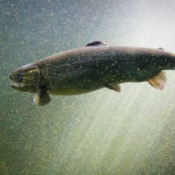 Salmon Return To The Thames