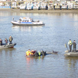 Whale Found In The Thames