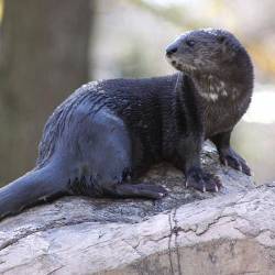 River Otters Back From The Brink Of Extinction