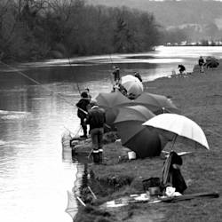 Fish Begin To Return To The Thames