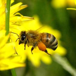 Bees Thrive In London