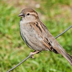 Sparrow Decline Linked To Urban Noise