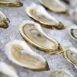 New York Oyster Making A Comeback