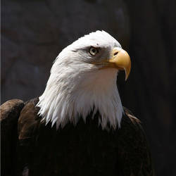 Near-extinct bald eagles make a comeback