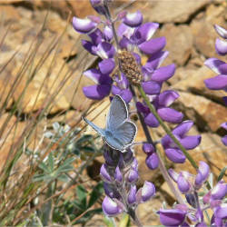 Endangered mission blue butterflies released on Twin Peaks