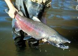 Chinook salmon reintroduced to California River