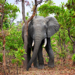 Elephant Massacre — Forest Elephants