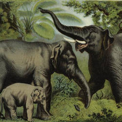 Wild Elephant Abounds, G.p. Sanderson — Indian Elephants