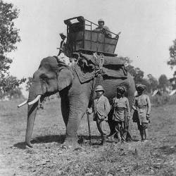 Historic Range Now Lost — Indian Elephant