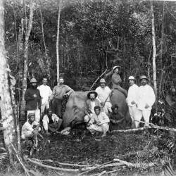 Forests Abound With Elephants, William Marsden — Sumatran Elephants