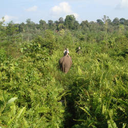 Tesso Nilo National Park Established — Sumatran Elephants