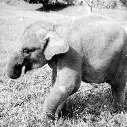 Sumatran Elephant Listed As Critically Endangered — Sumatran Elephants