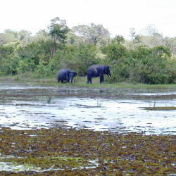 Wildlife Patrol Units — Sumatran Elephants